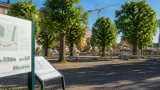 Politiker bestämmer trädenas öde vid Lilla torg i Halmstad