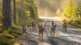 Sex vargvalpar fångade på film i norra Stockholms län