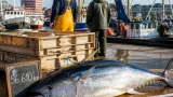 Stor blåfenad tonfisk såld på auktion i Göteborg för över 56 000 kr
