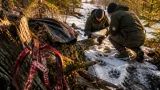 Två jakthundar angripna i Krokom – länsstyrelsen misstänker varg