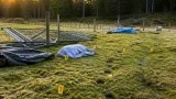 Två vargattacker i centrala Kronoberg – tio får dödade på kort tid