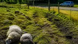 Varg dödade två får utanför Tobo – länsstyrelsen erbjuder skyddsåtgärder