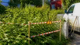 Västervik tar krafttag mot parkslide – markägare samarbetar i flera områden