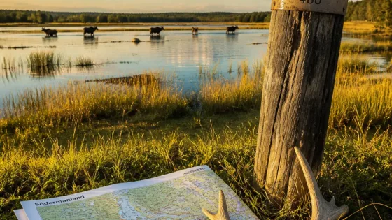 Färre älgar fälldes i Södermanland – avskjutningsmålen höjs inför säsongen