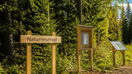 Länsstyrelsen bildar Ugglums tallskogs naturreservat i Falköping