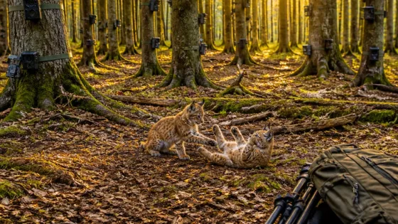 Ung naturfotograf fångar två lodjursungar i Skåne – ovanligt ögonblick fångat på bild