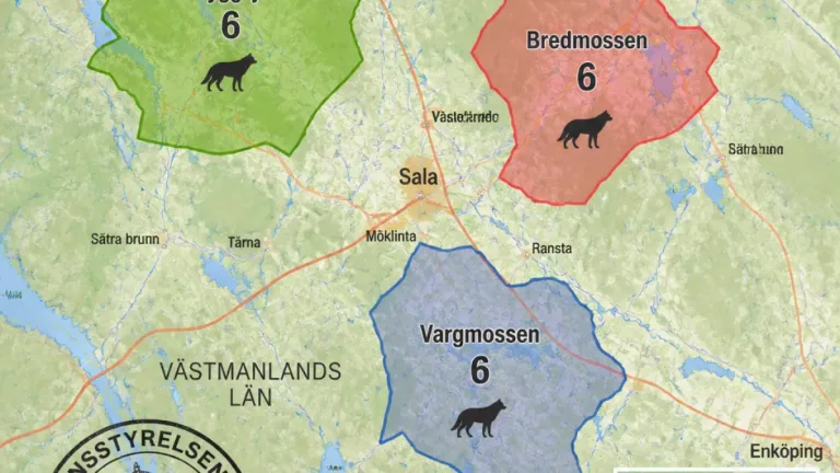 18 vargar får fällas i Västmanland under licensjakten 2027 – revirmål fördelade