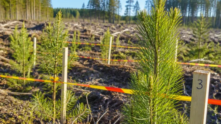 Betesskadorna på tall minskar kraftigt i Västernorrland – nyckelfrågor för skogsbruket