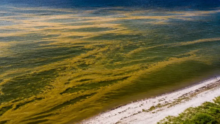 Cyanobakterier observerade i södra Östersjön och Öresund – rapporter från Skåne