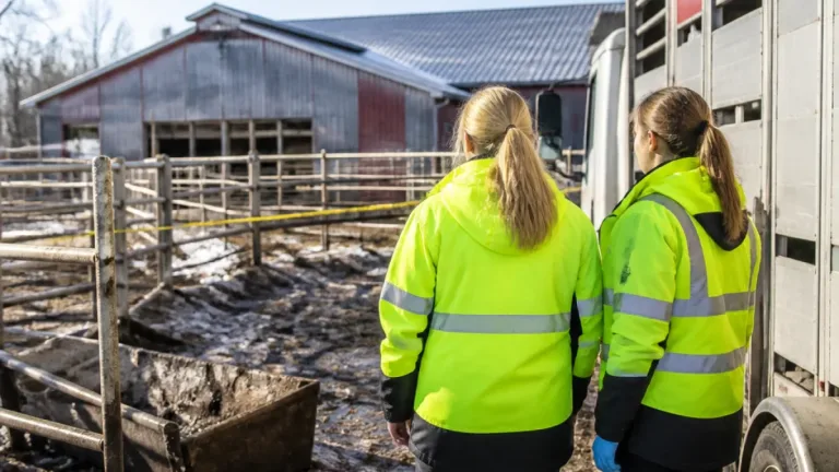 Förvaltningsrätten fastställer förbud efter att hundratals nötkreatur vanvårdats