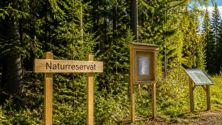 Länsstyrelsen bildar Ugglums tallskogs naturreservat i Falköping