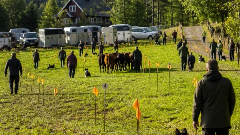 SM i nötvallning samlade 21 ekipage i Linnebäck utanför Karlskoga