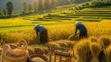 ชาวสกลนครอนุรักษ์ข้าวพื้นเมือง 'หอมดอกฮัง' ยึดวิถีป่าล้อมนา สร้างมูลค่าให้ชุมชน