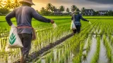 ชาวนา บุรีรัมย์ พลิกสถานการณ์หลังฝนถล่ม เร่งหว่านปุ๋ยก่อนข้าวตั้งท้อง