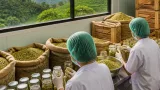 กระวานจันทบุรีพลิกโมเดล: จากพืชบนภูเขาส่งเป็นวัตถุดิบ สู่ผลิตภัณฑ์ตลาดสุขภาพมูลค่าสูง