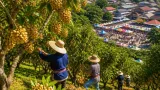 ลับแลเหลืองอร่าม เปิดฤดูกาลลางสาด–ลองกองหวาน คาดผลผลิตปีนี้สร้างรายได้กว่า 700 ล้านบาท