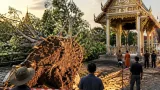 ลมแรงพัดต้นพญาช้างเผือกกว่า 50 ปีล้มเฉียดเมรุวัดในเมืองสุรินทร์