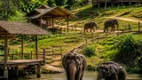 ภาคเอกชนร่วมฟื้นปางช้างเชียงราย สร้างเส้นทางท่องเที่ยวใหม่หลีกเลี่ยงแม่น้ำกก