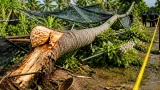 พายุฝนพัดต้นมะพร้าวอายุกว่า 60 ปีโค่นทับยาย 74 ปีเสียชีวิตที่สามพราน