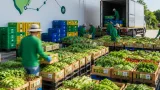 สหกรณ์จังหวัดเชื่อมตลาดโมเดิร์นเทรด หนุนเกษตรกรสุโขทัยปลูกผักสร้างรายได้ต่อเนื่อง