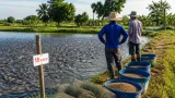 วิกฤติปลาดุกล้นบ่อในราชบุรี ราคาตกเหลือ 18 บาท เกษตรกรแบกรับต้นทุนหนัก