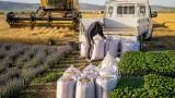 Akşehir’de belediye destekli üretim hamlesi: Atıl arazilerden 80 ton arpa, 70 bin çilek fidesi