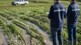Çıldır'da dolu ve sağanak tarım arazilerinde zarar oluşturdu, tespit çalışmaları sürüyor