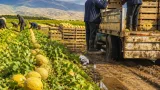 Delice’de yağış bereketi kavun verimini ve kalitesini artırdı