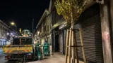 Fatih'te gece kesilen ıhlamurun yerine manolya dikildi