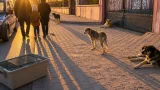 Kağızman merkezinde sokak köpekleri endişesi: Vatandaşlar kalıcı önlem bekliyor