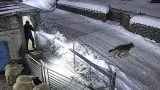 Kars Duraklı'da gece yarısı yerleşime inen kurt, muhtarın müdahalesiyle uzaklaştı