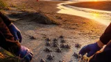 Kuşadası Davutlar'da selde gözden kaçan yuvadan çıkan 22 caretta denize ulaştı