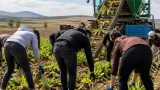 Mucur’da üniversiteli gençler şeker pancarı hasadına katıldı