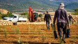 Mut'ta 475 hektarda 62 bin zeytin fidanı dikildi: Orman köylüsüne ekonomik destek