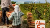 Osmaneli'de meyve suyu fabrikalarının alım fiyatı 5 TL’ye geriledi