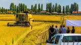 İpsala’da çeltik hasadı başladı: Kaymakam biçerdöverle tarlaya indi
