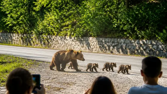 Düzce Akçakoca'da yol kenarında görülen anne ayı ve üç yavru, vatandaşlar tarafından kaydedildi