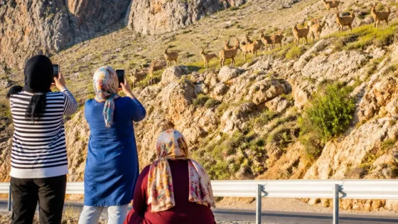 Ovacık kara yolunda piknikçiler kayalıklarda sürü halinde dağ keçileri gördü
