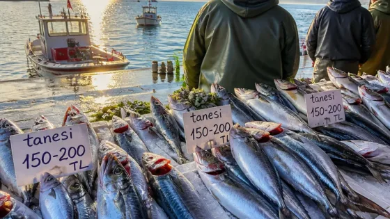 Trabzon tezgâhlarında palamut umudu: Av yasağı 1 Eylül'de sona eriyor