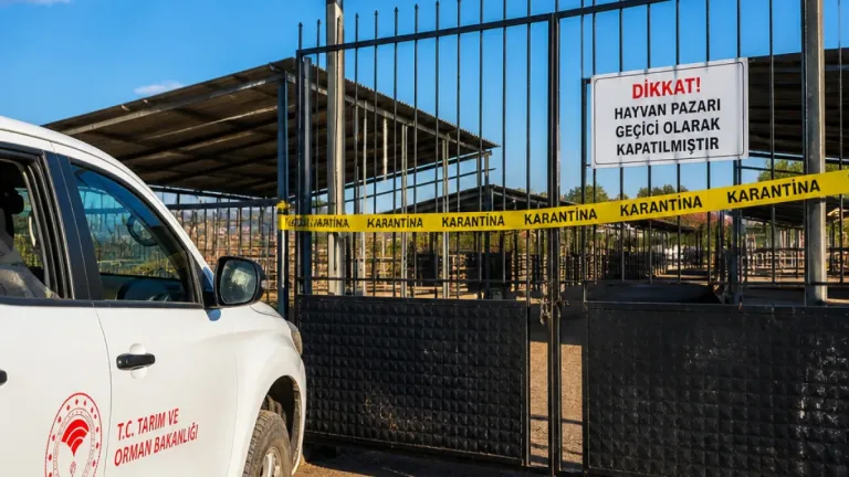 Banaz'da hayvan pazarı şap nedeniyle ikinci bir karara kadar kapatıldı