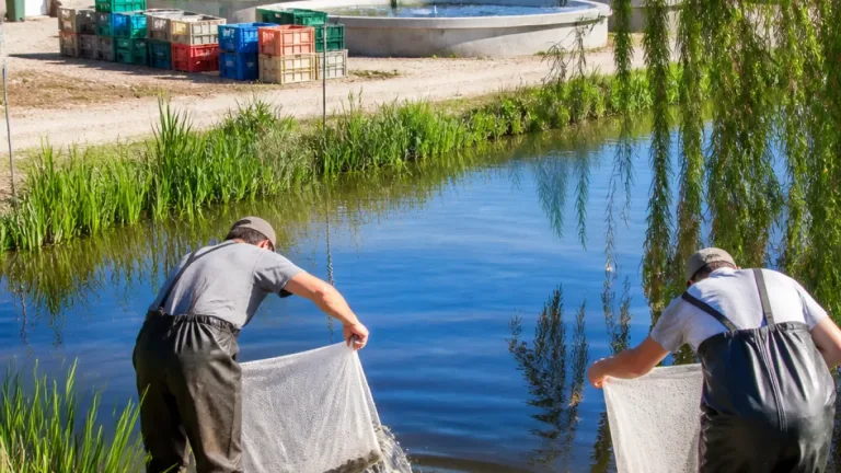 Edirne göletlerine 1 milyon 200 bin sazan yavrusu bırakılacak