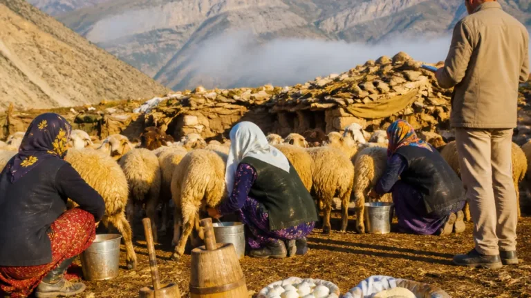 Hakkari Şemdinli’de kadınların yayla mesaisi: Süt, peynir ve aile ekonomisine katkı