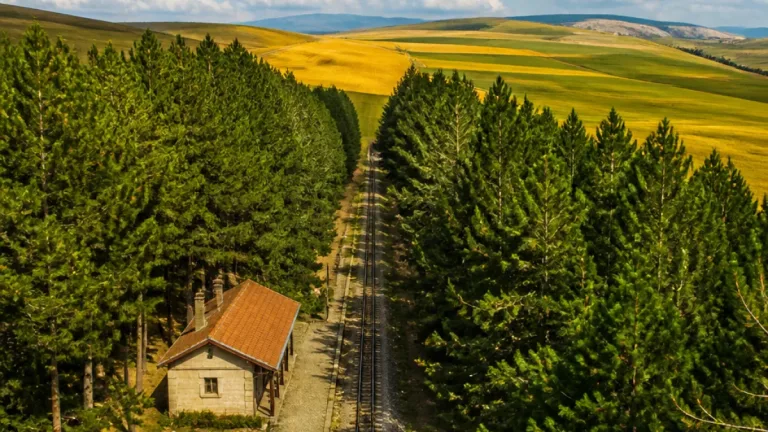 Kars Selim’de 57 yıllık çam korusu: Benli Ahmet Tren İstasyonu yemyeşil vaha