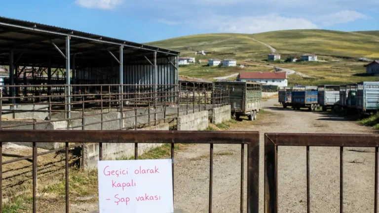 Kars Selim'de şap vakaları üzerine hayvan pazarı geçici olarak kapatıldı
