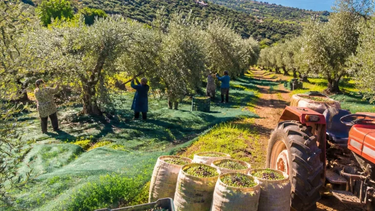 Orhangazi'de zeytin hedefi: 2026 rekoltesi yaklaşık 70 bin ton olarak öngörülüyor