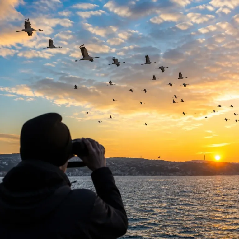 Leylekler sonbahar göçüne hazırlanıyor: Türkiye kilit geçiş noktası olmaya devam ediyor