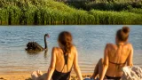 На річці Самара біля Новомосковська помітили рідкісного чорного лебедя
