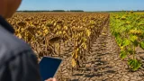 Посуха знизила олійність соняшнику в регіонах: на пересушених полях — 43–46%