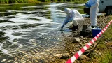 У річці Ірпінь виявили масову загибель риби біля Стоянки — понад 4 тисячі екземплярів