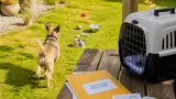 Chatham rescue dog Little Debbie recovers from drug exposure and nears adoption